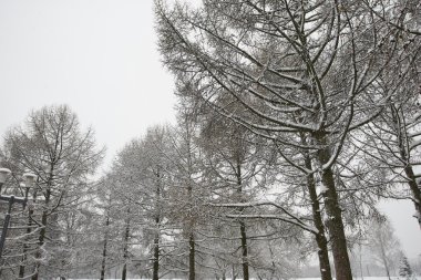 Parkın kış manzarası