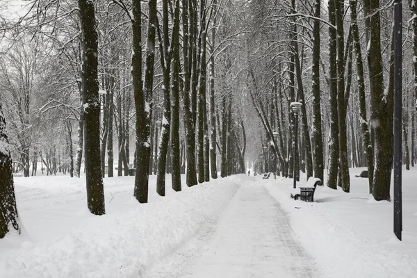 Winter landscape in the park — Stock Photo, Image