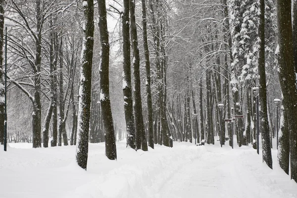 Winter landscape in the park — Stock Photo, Image