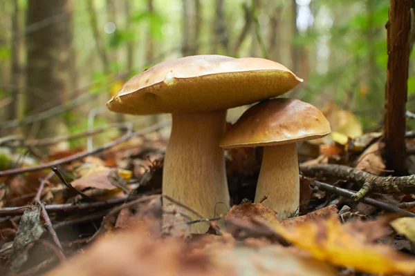 Mushrooms in autumn  forest — Stock Photo, Image