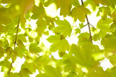Gökyüzü arka plan üzerinde yeşil akçaağaç yaprakları 