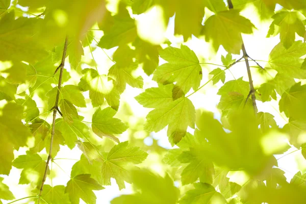 Grüne Ahornblätter Auf Himmelshintergrund — Stockfoto