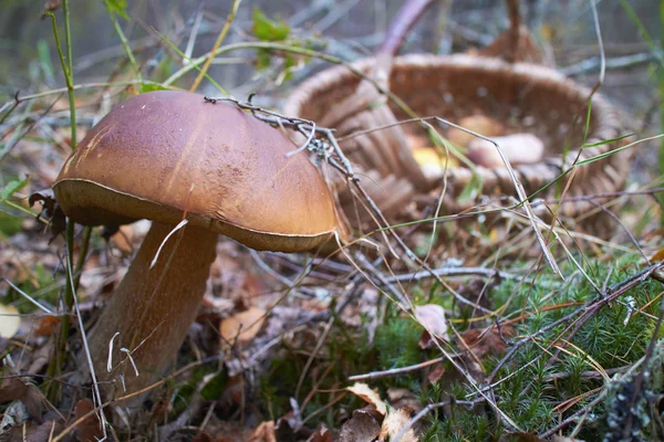 Лесные грибы осенью — стоковое фото