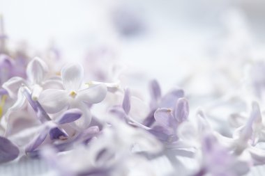 güzel leylak çiçeği