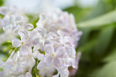 güzel leylak çiçeği