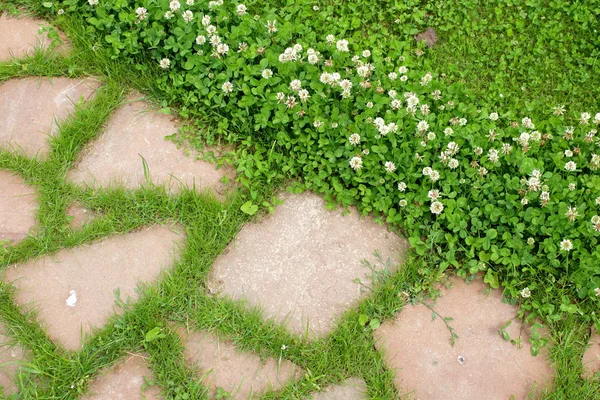 Ścieżka z trawy w ogrodzie — Zdjęcie stockowe