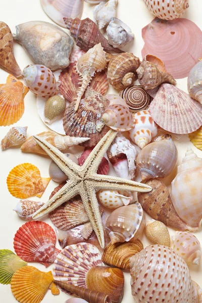 Set of colorful shells — Stock Photo, Image