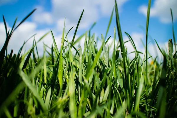 Hierba en campo de primavera —  Fotos de Stock