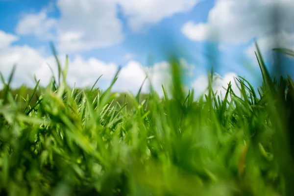 Grass in spring field Royalty Free Stock Images