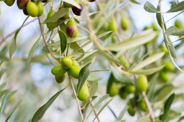 zeytin ağacı dalları 