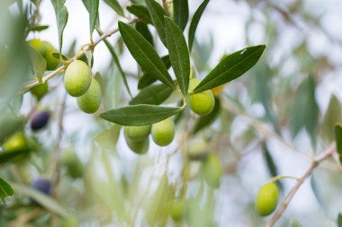 zeytin ağacı dalları 