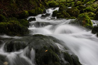 ormanda güzel akışı