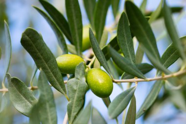zeytin ağacı dalları 