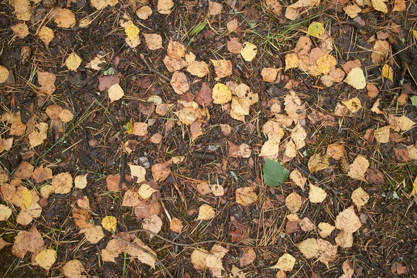 Trockenes Laub auf dem Boden — Stockfoto