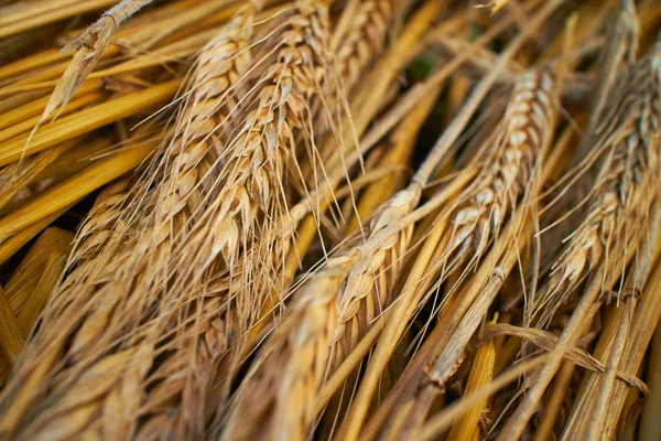 Gyllene vete bakgrund — Stockfoto