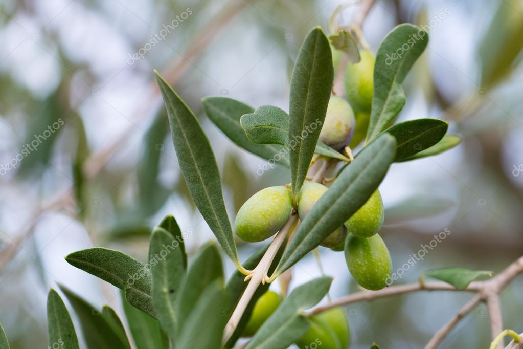 Olive tree branches Stock Photo by ©strelok 120939640
