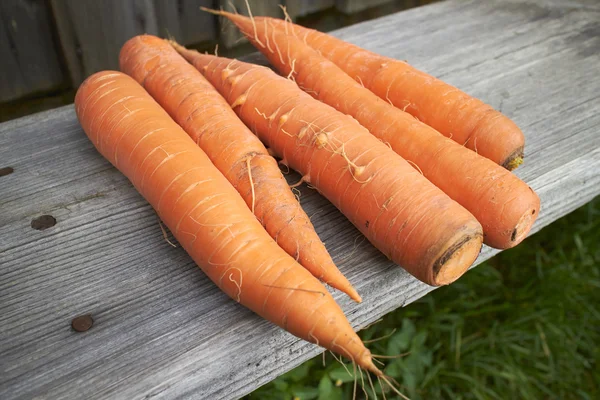 Zanahorias frescas ecológicas — Foto de Stock