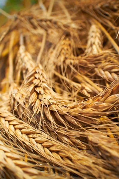 旱地小麦背景 — 图库照片