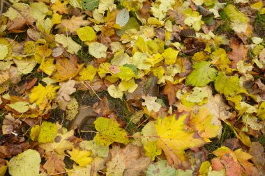 Kuru sonbahar yaprakları