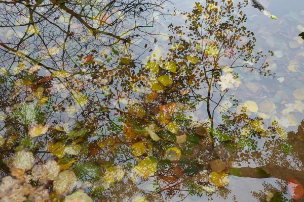 Trockene Herbstblätter — Stockfoto