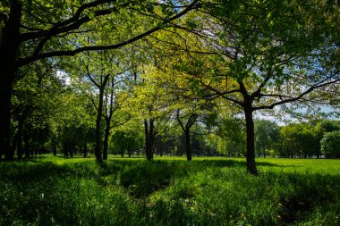 ağaçları ile bahar Parkı 