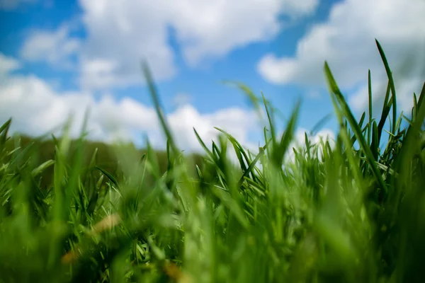 Grama no campo de primavera — Fotografia de Stock