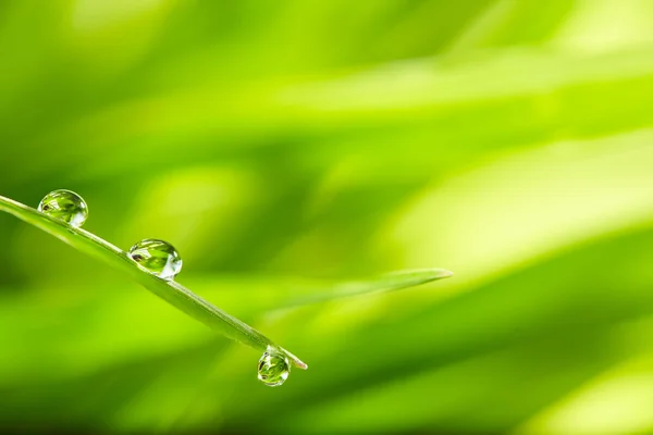 Wassertropfen auf dem grünen Gras — Stockfoto