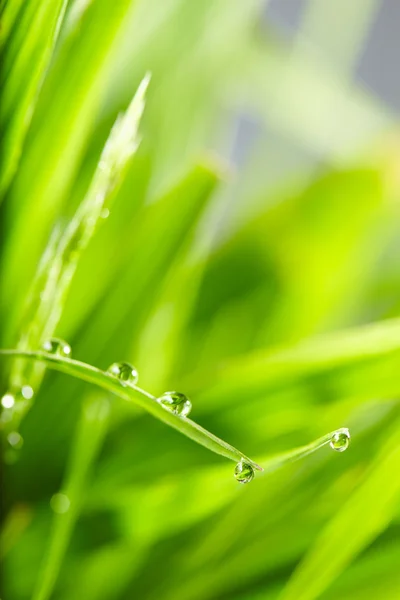 Gotas de água na grama verde — Fotografia de Stock