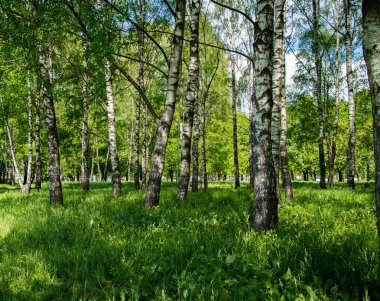 Yeşil huş ağacı orman güneşli yaz gün