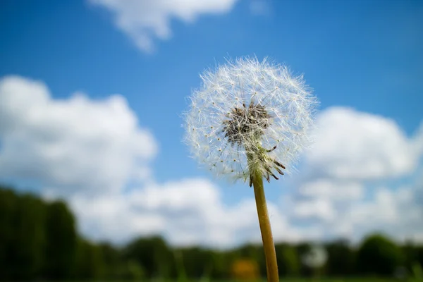 Grass in spring field — Stock Photo, Image