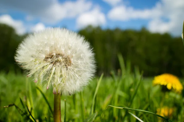 Gräs Fältet Solig Vårdag — Stockfoto