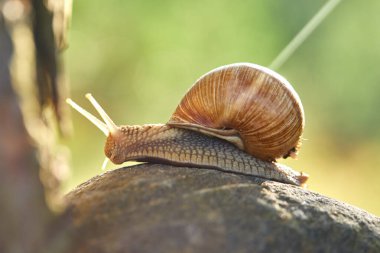  Salyangoz taşın üzerinde sürünüyor, yakın görüş 