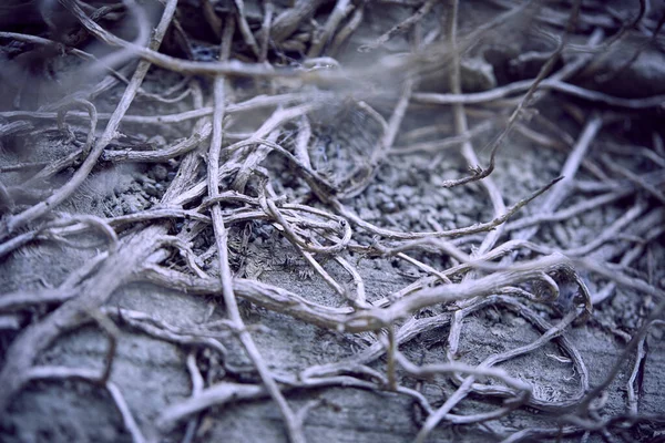 Ramas Planta Seca Otoño Vista Cercana — Foto de Stock