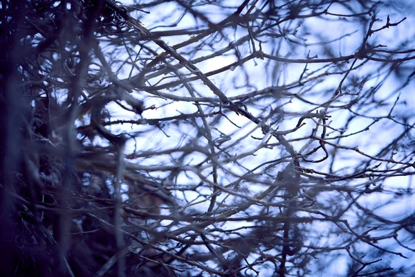 Zweige Der Herbstlichen Trockenpflanze Nahsicht — Stockfoto