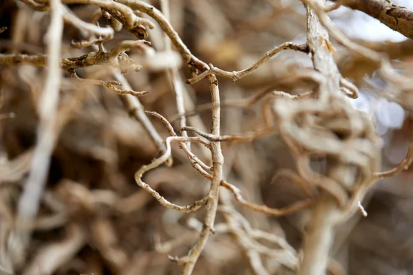 Takken Van Herfst Droge Plant Dichtbij Uitzicht — Stockfoto