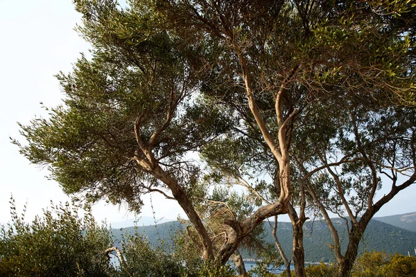 Old Olive Tree Fruits Shore Montenegro — Stock Photo, Image