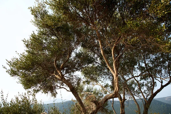 Old Olive Tree Fruits Shore Montenegro — Stock Photo, Image