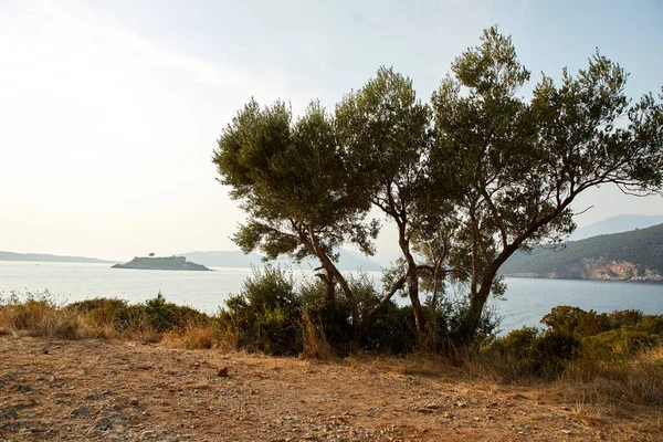 Old Olive Trees Shore Montenegro — Stock Photo, Image