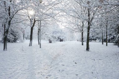Güzel kış parkının resimli manzarası