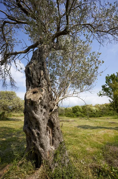 Старое Оливковое Дерево Парке Солнечный День — стоковое фото