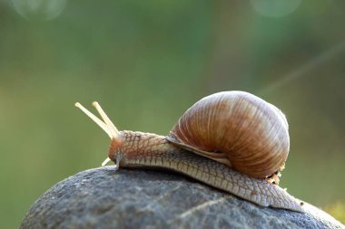  Salyangoz taşın üzerinde sürünüyor, yakın görüş 