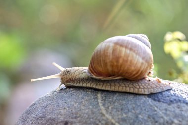  Salyangoz taşın üzerinde sürünüyor, yakın görüş 