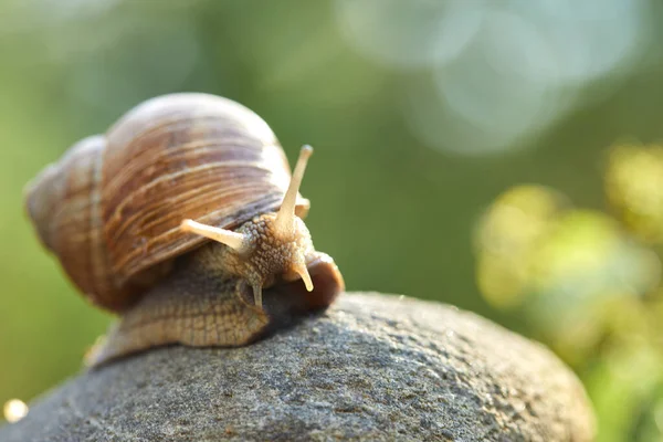 Escargot Rampant Sur Pierre Vue Près — Photo