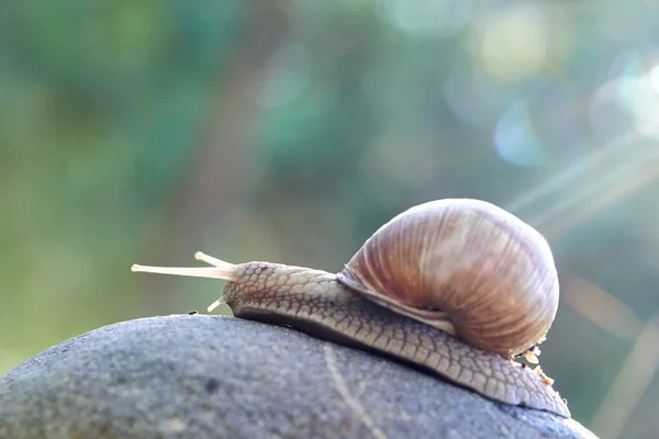 Snail Crawling Stone Close View — Stock Photo, Image