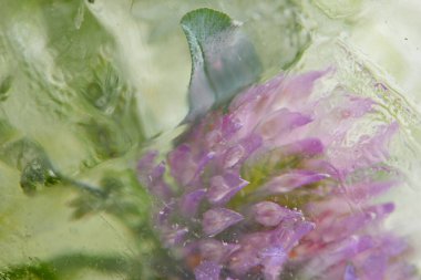 Tabakta çiçekler ve yapraklar, yakın görüş. 