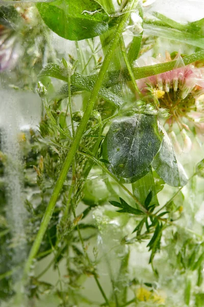 Flowers Leaves Ice Plate Close View — Stock Photo, Image