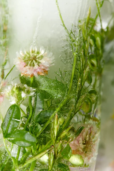 Flowers Leaves Ice Plate Close View — Stock Photo, Image