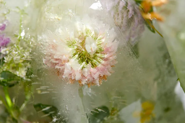 Fleurs Feuilles Dans Glace Sur Assiette Vue Près — Photo