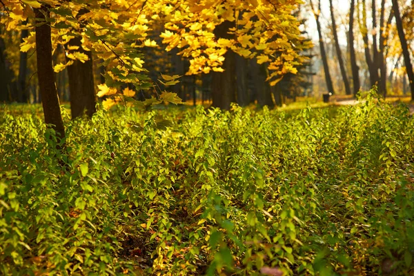 Malebný Výhled Krásný Podzim Parku — Stock fotografie