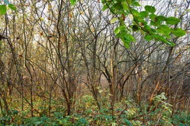 Parkta güzel bir sonbahar manzarası